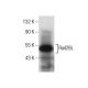 Rad26L Antibody (E-10) - Western Blotting - Image 160538
