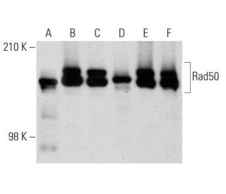 western blotting image from recommended Rad50 (G-2) monoclonal antibody replacement. Image 144579
