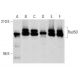 This polyclonal antibody has been discontinued. See our recommended <a href="rad50-antibody-g-2">Rad50 (G-2)</a> monoclonal antibody (sample data shown). western blotting image from recommended Rad50 (G-2) monoclonal antibody replacement. Image 144579