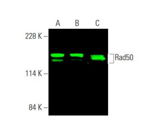 Rad50 Antibody (G-2) - Western Blotting - Image 386254