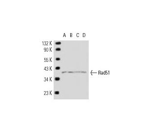 Rad51 Antibody 3C10