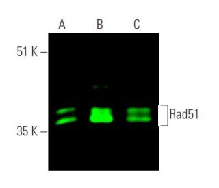 Rad51 Antibody 3C10