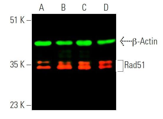 Rad51 Antibody 3C10 SCBT Santa Cruz Biotechnology