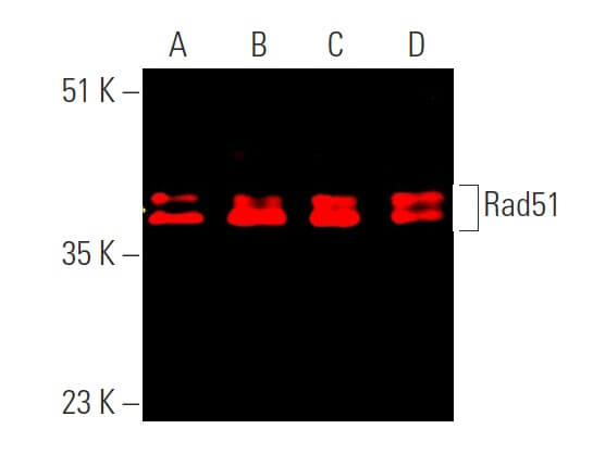 Rad51 Antibody 3C10 SCBT Santa Cruz Biotechnology