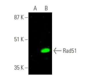 Rad51 Antibody F 11