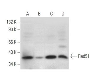 Rad51 Antibody (G-9) - Western Blotting - Image 305842 