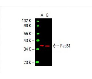 Rad51 Antibody G 9