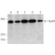 western blotting image from recommended Rad51 (F-11) monoclonal antibody replacement. Image 360058