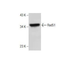 western blotting image from recommended Rad51 (G-5) monoclonal antibody replacement. Image 164094