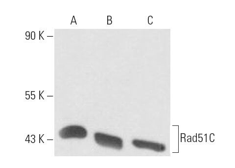 Rad51C Antibody 2H11 SCBT Santa Cruz Biotechnology