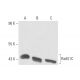 Rad51C Antibody (2H11) - Western Blotting - Image 15531