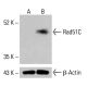 Rad51C Antibody (F-11) - Western Blotting - Image 415126