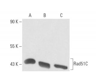 Rad51C Antibody (2H11) - Western Blotting - Image 15531The Double Nickase Plasmid features a U6 promoter for sgRNA expression, a 20 nt targeting sequence, and a gRNA scaffold to guide Cas9n. It includes a CBh promoter for Cas9n (D10A) and puromycin resistance, GFP for transfection verification, and nuclear localization signals (NLS). The 2A peptide allows co-expression of Cas9n and Puro from a single promoter, enabling precise genome editing with reduced off-target effects.