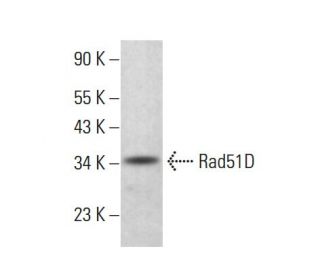 Rad51D Antibody (5A8/4) - Western Blotting - Image 382353