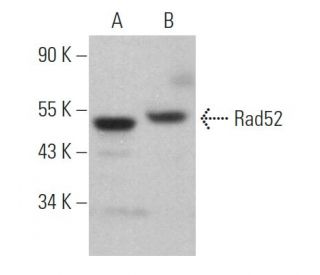 Rad52 Antibody (F-7) - Western Blotting - Image 363164Each CRISPR/Cas9 Knockout (KO) Plasmid product consists of a pool of 3 plasmids designed to ensure identification and cleavage of a specific gene for maximum knockout efficiency. Each plasmid encodes a unique 20 nt sequence derived from the GeCKO (v2) library.