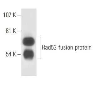 western blotting image from recommended Rad53 (A-9) monoclonal antibody replacement. Image 15688
