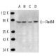 Rad54 Antibody (4E3/1) - Western Blotting - Image 12872 