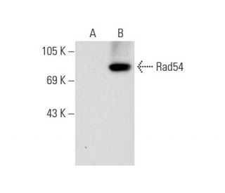 Rad54 Antibody (A-4) - Western Blotting - Image 72950 