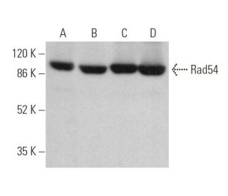 western blotting image from recommended Rad54 (F-11) monoclonal antibody replacement. Image 372841