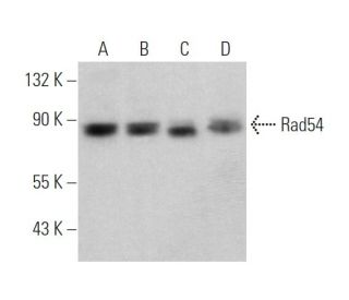 Rad54 Antibody (A-4) - Western Blotting - Image 360158