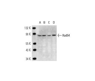 Rad54 Antibody (4E3/1) - Western Blotting - Image 12872
