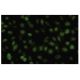 Rad54B Antibody (19-K2) - Immunofluorescence - Image 35861 