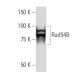 Rad54B Antibody (19-K2) - Western Blotting - Image 34593 