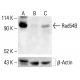 Rad54B Antibody (19-K2) - Western Blotting - Image 412769