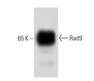 Rad9 Antibody (56) - Western Blotting - Image 60428