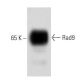 Rad9 Antibody (56) - Western Blotting - Image 60428