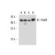 Rad9 Antibody (B-8) - Western Blotting - Image 17022