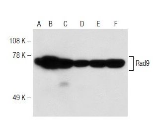 Rad9 Antibody (B-8) - Western Blotting - Image 149080 