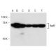 western blotting image from recommended Rad9 (B-8) monoclonal antibody replacement. Image 149080