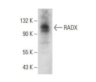 RADX Antibody (A-3) - Western Blotting - Image 324766 