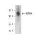 RADX Antibody (A-3) - Western Blotting - Image 324766 