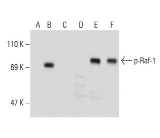 Raf-1 Antibody (540) - Western Blotting - Image 134821 