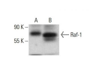 Raf-1 Antibody (C-10) - Western Blotting - Image 380595 