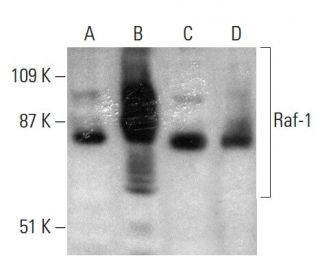 western blotting image from recommended Raf-1 (E-10) monoclonal antibody replacement. Image 388002