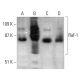 western blotting image from recommended Raf-1 (E-10) monoclonal antibody replacement. Image 388002