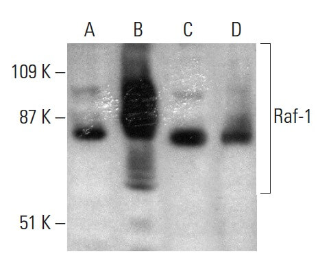 Raf-1 Antibody (E-10) | SCBT - Santa Cruz Biotechnology