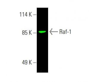 Raf-1 Antibody (E-10)