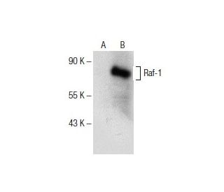 Raf-1 Antibody (H-8) - Western Blotting - Image 154090 