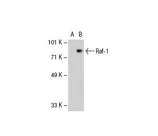 Raf-1 Antibody (540) - Western Blotting - Image 20897