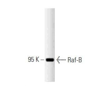 BRAF Antibody (13) - Western Blotting - Image 127553