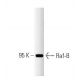 BRAF Antibody (13) - Western Blotting - Image 127553