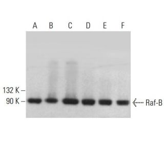 western blotting image from recommended BRAF (F-7) monoclonal antibody replacement. Image 380225