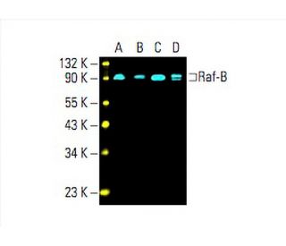 BRAF Antibody (F-7) - Western Blotting - Image 393446 