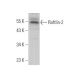 Raftlin-2 Antibody (F-7) - Western Blotting - Image 375965