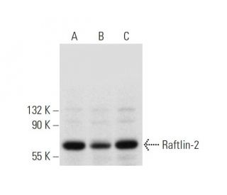 Raftlin-2 Antibody (F-7) - Western Blotting - Image 320956Each CRISPR/Cas9 Knockout (KO) Plasmid product consists of a pool of 3 plasmids designed to ensure identification and cleavage of a specific gene for maximum knockout efficiency. Each plasmid encodes a unique 20 nt sequence derived from the GeCKO (v2) library.