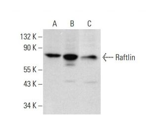 Raftlin Antibody (E-11) - Western Blotting - Image 320243 